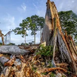 paysage de déforestation