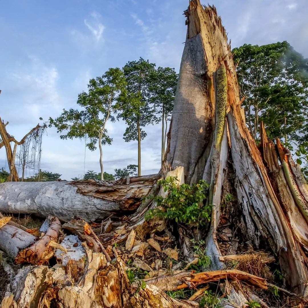 paysage de déforestation